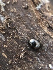 Coleoptera