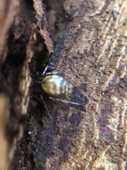 Araneae
