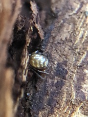 Araneae