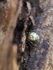 Araneae