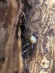 Araneae