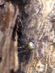 Araneae