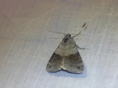 Drasteria scrupulosa