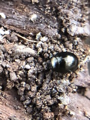 Coleoptera