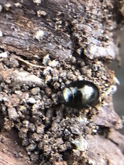 Coleoptera