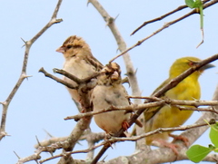 Vidua funerea funerea