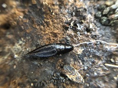 Gastropoda