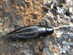 Gastropoda