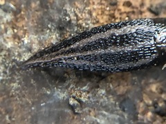 Gastropoda