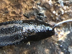 Gastropoda