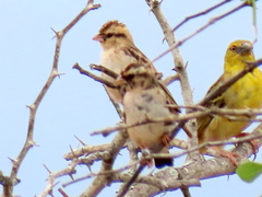 Vidua funerea funerea