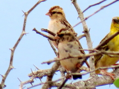 Vidua funerea funerea