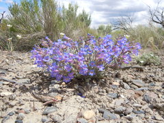 Penstemon pumilus