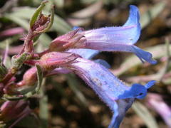 Penstemon pumilus