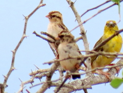 Vidua funerea funerea