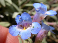 Penstemon pumilus