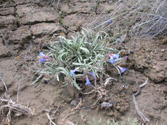 Penstemon pumilus