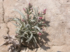 Penstemon pumilus