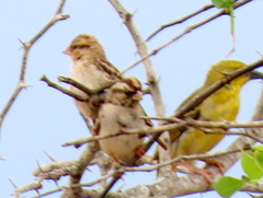 Vidua funerea funerea