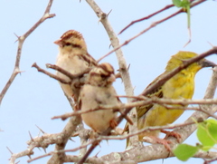 Vidua funerea funerea