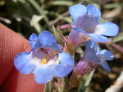 Penstemon pumilus