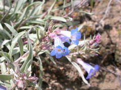 Penstemon pumilus