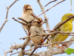 Vidua funerea funerea