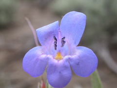 Penstemon pumilus