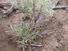 Penstemon pumilus