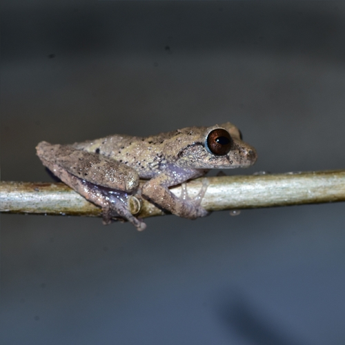 Munnar Bush Frog, Raorchestes munnarensis