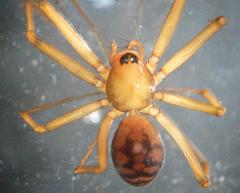 Taranucnus setosus