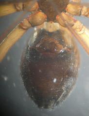 Taranucnus setosus