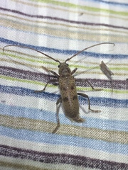 Brothylus gemmulatus