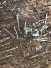 Araneae