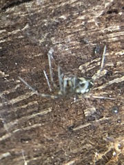 Araneae