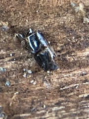 Insecta
