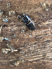 Insecta