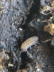 Oniscidea