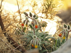 Onosma frutescens