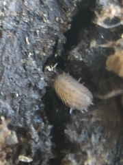 Oniscidea