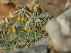 Onosma frutescens