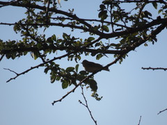 Leiothlypis virginiae