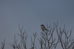 Lanius excubitor