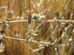 Brickellia paniculata