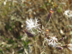 Brickellia paniculata