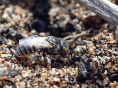 Haetosmia circumventa