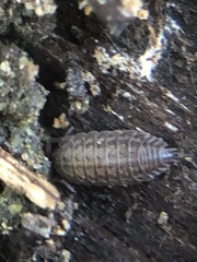 Oniscidea