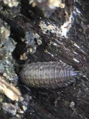Oniscidea