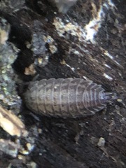 Oniscidea