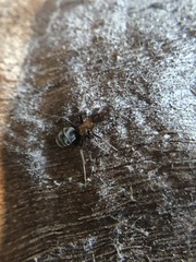Liometopum microcephalum